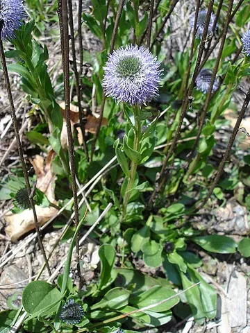 globe daisy: any plant of genus Globularia of perennials, such as