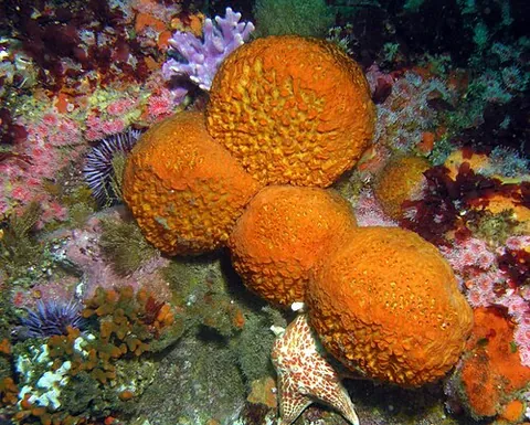 globe sponge: a species of sponge, Tethya aurantium, orange in colour and golf-ball-shaped, found under boulders...