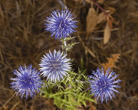 globe thistle: any of the flowering plants in the genus Echinops, with spiny foliage and blue or white spherical...