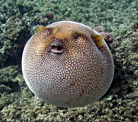 globefish: any of many marine fish in the family Tetraodontidae, especially the puffer or sunfish, that can...
