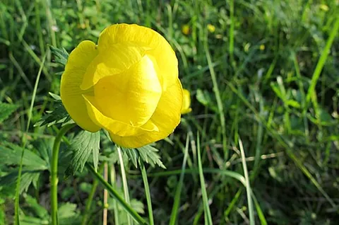 globeflower: european globeflower (Trollius europaeus), a plant with globe-shaped flowers