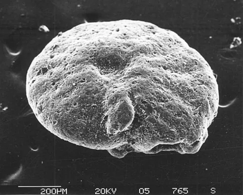 globothalamean: relating to or characteristic of the foraminifers of the class Globothalamea, especially in...