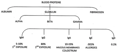 globulin: any of a group of simple proteins, soluble in water only in the presence of salts, that are...