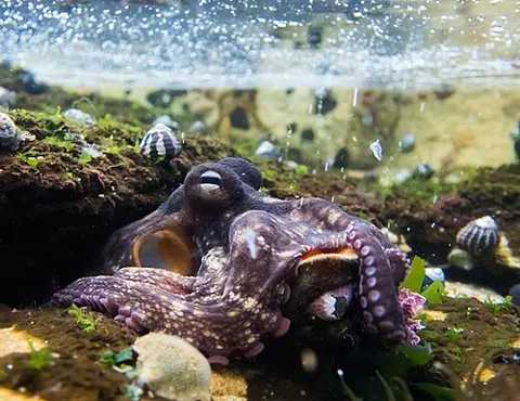 gloomy octopus: a species of octopus, Octopus tetricus, found in the subtropical waters of eastern Australia and...