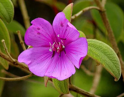 glory bush: a plant of the genus Pleroma