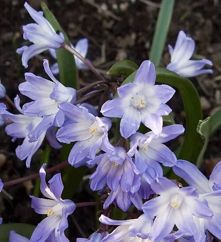 glory-of-the-snow: a plant of species Scilla lucilliae, formerly Chionodoxa luciliae, one of the earliest to flower in...