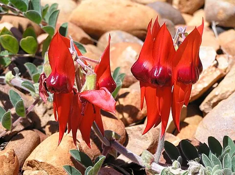 glory pea: sturt's desert pea (Swainsona formosa, syn. Clianthus dampieri), of Australia and New Zealand