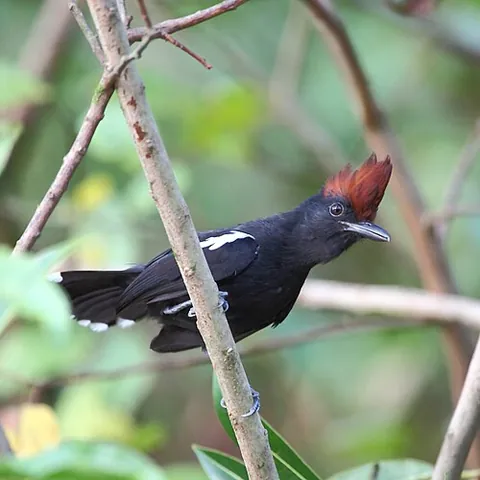 glossy antshrike: a passerine bird of the antbird family (Sakesphorus luctuosus)