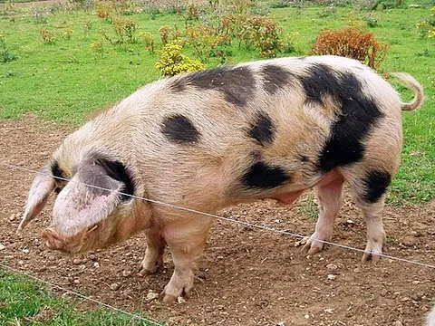 gloucester old spots: a pig of an English breed, predominantly white with black spots