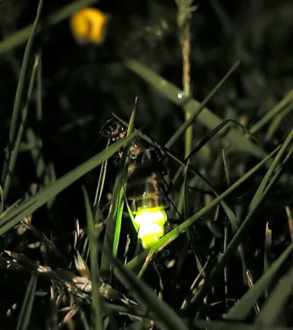 glowworm: the larva or wingless grub-like female of a beetle from the families Phengodidae or Lampyridae that...