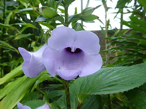 gloxinia: any of the three species of South American plants of the genera Gloxinia in family Gesneriaceae