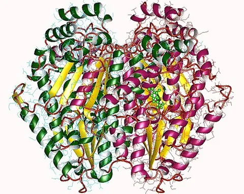 glucose-6-phosphate isomerase: an enzyme that catalyzes intercellular the interconversion of glucose 6-phosphate (G6P) and...