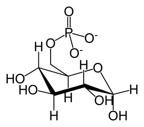 glucose 6-phosphate: a glucose sugar phosphorylated at the hydroxy group on carbon 6