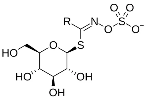 glucosinolate: any glycosinolate in which the sugar component is glucose