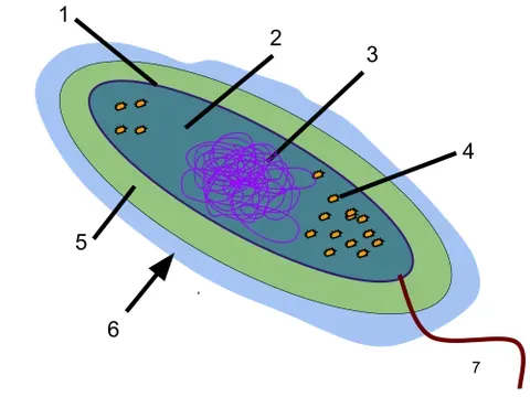 glycocalyx: a filamentous coating of glycoprotein and polysaccharide on the surface of bacteria and some other...