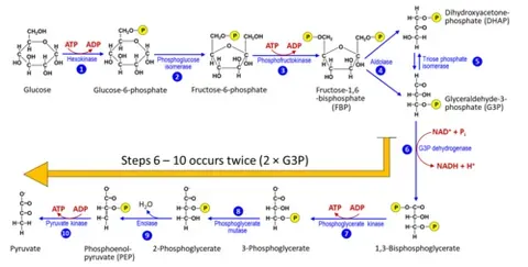 glycolysis: the cellular degradation of the simple sugar glucose to yield pyruvic acid (pyruvate), and ATP as...