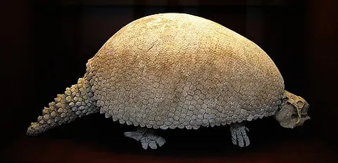 glyptodont: any edentate of an extinct clade of South American armadillos which is identified either as family...