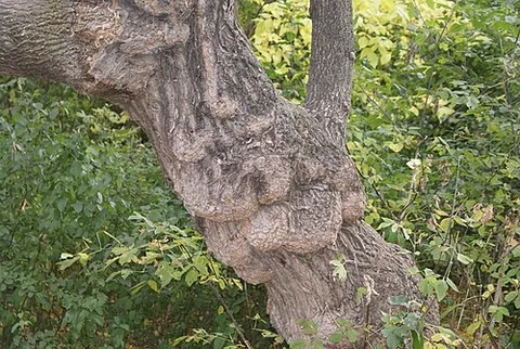 gnarl: a knot in wood; a knurl or a protuberance with twisted grain, on a tree