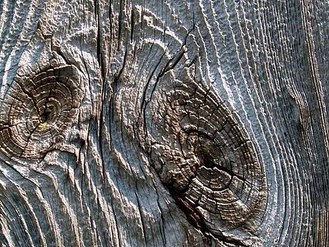 gnarly: having or characterized by gnarls; gnarled