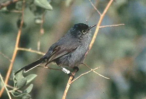 gnatcatcher: a member of any of various species of small passerine birds in the family Polioptilidae found in...