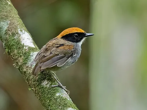 gnateater: any of the South and Central American passerine birds in the family Conopophagidae