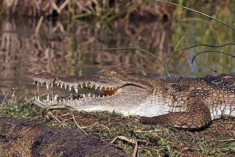 gnathostome: any vertebrate with jaws, including amphibians, reptiles, mammals, and most modern fish, in...
