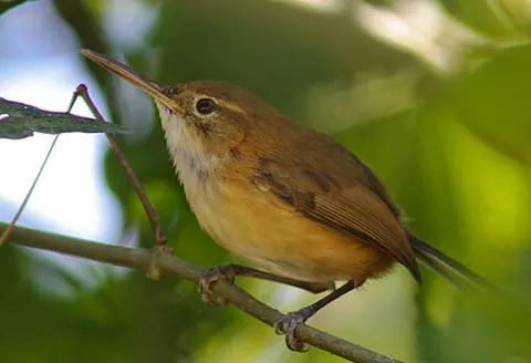 gnatwren: any of several birds of various genera in the family Polioptilidae which are browner and more...