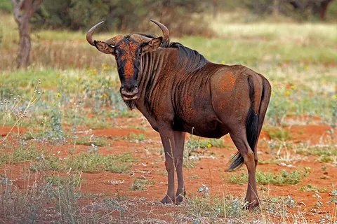 gnu: a large antelope of the genus Connochaetes, native to Africa, having curved horns