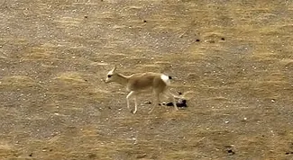 goa: a Tibetan gazelle of species Procapra picticaudata, an antelope that inhabits the Tibetan Plateau