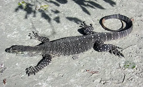 goanna: any of various monitor lizards native to Australia