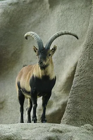 goat antelope: any of a group of herbivore mammals, the subfamily Caprinae, that includes domestic sheep and goats