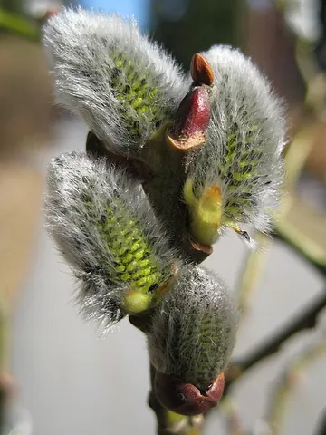 goat willow: the pussy willow, a type of willow tree, Salix caprea, native to western Eurasia
