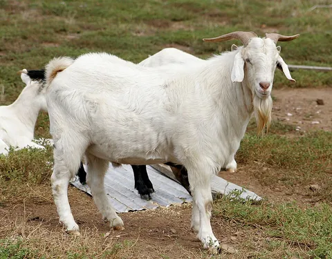 goat: any ruminant of the genus Capra