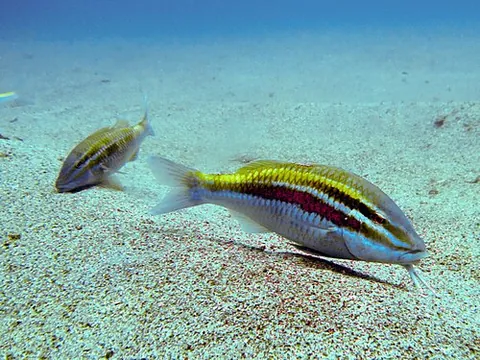 goatfish: any of the family Mullidae of brightly coloured fish with two barbels on the chin