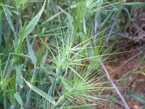goatgrass: any of various wheatlike grasses of the genus Aegilops