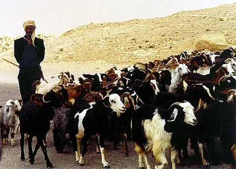 goatherd: a person who herds, tends goats
