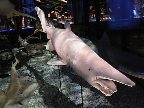 goblin shark: a species of mackerel shark, Mitsukurina owstoni, that has a long snout-like protrusion from its...