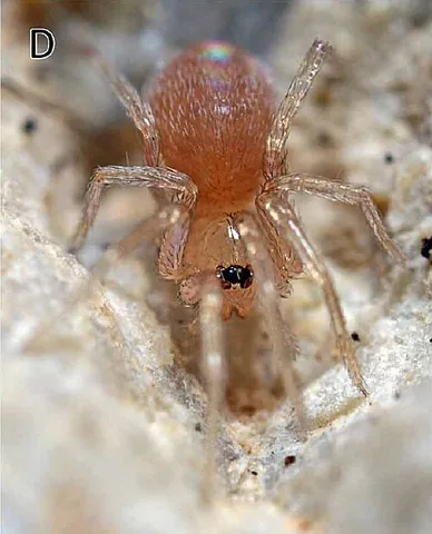 goblin spider: any of the family Oonopidae of spiders
