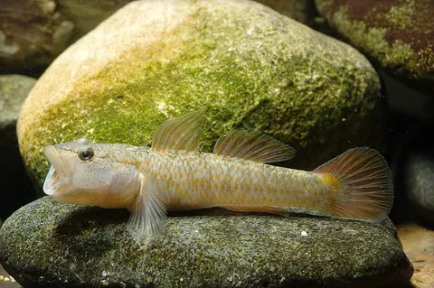 goby: any of various small fish from the large family Gobiidae, in which the pelvic fins are fused to...