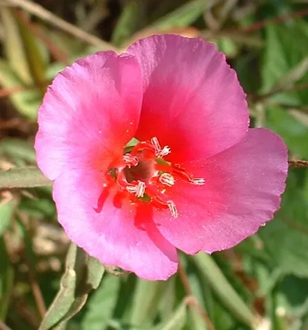 godetia: any of several flowering plants of the taxonomic section of Clarkia, Clarkia sect. Godetia
