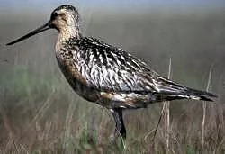 godwit: any of four species of long-billed migratory wading birds in the genus Limosa, of the family...