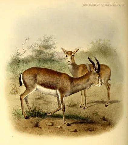 goitered gazelle: a gazelle species found in Central Asia and the Near East (Gazella subgutturosa)