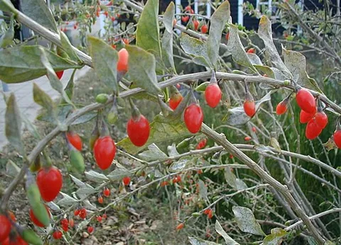 goji berry: synonym of wolfberry