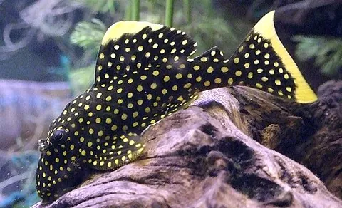 gold nugget pleco: baryancistrus xanthellus, a species of armored catfish endemic to Brazil