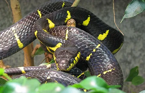 gold-ringed cat snake: a species of rear-fanged venomous colubrid snake, Boiga dendrophila, endemic to Southeast Asia