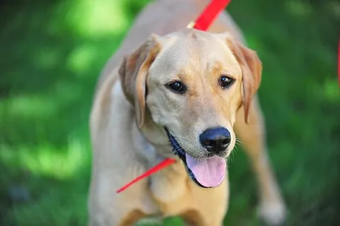 goldador: a mixed breed dog that is a cross between the Golden Retriever and Labrador retriever