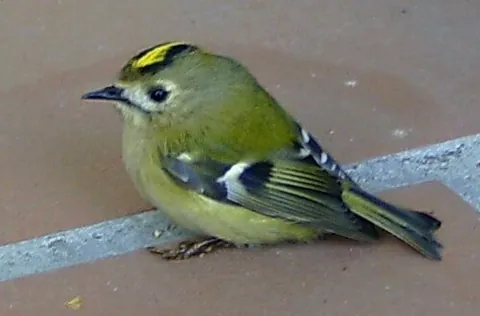 goldcrest: a very small passerine bird, Regulus regulus, that breeds in Eurasia