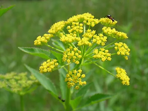golden alexanders: zizia aurea