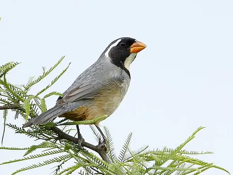 golden-billed saltator: saltator aurantiirostris, a species of cardinalid bird found in parts of South America
