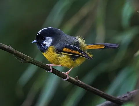 golden-breasted fulvetta: lioparus chrysotis (syn. Alcippe chrysotis), a species of fulvetta